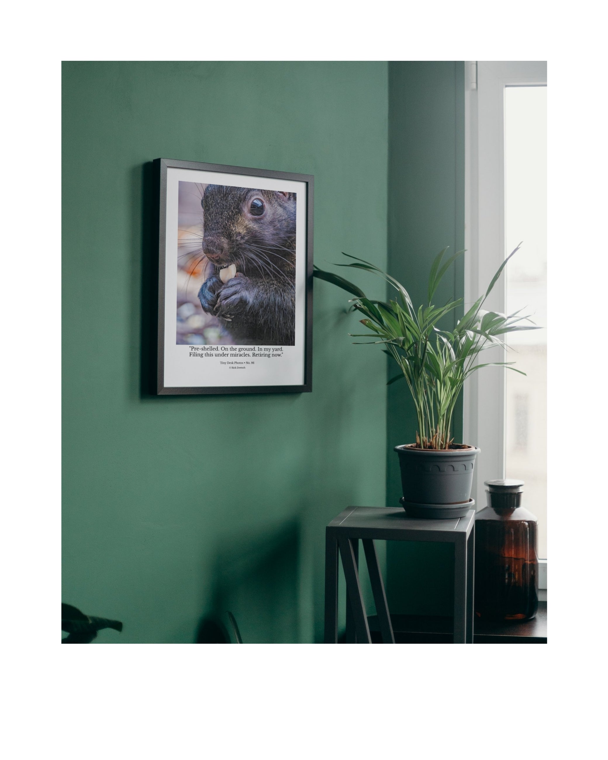 Eastern Gray Squirrel Close-Up with Peanut Wildlife Photography Print | Tiny Desk Photos No. 86