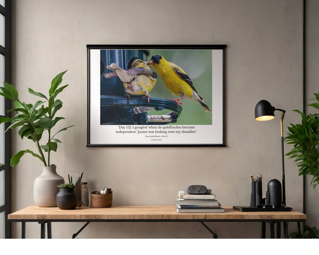 American Goldfinch Feeding Fledgling Wildlife Photography Print | Tiny Desk Photos No. 87
