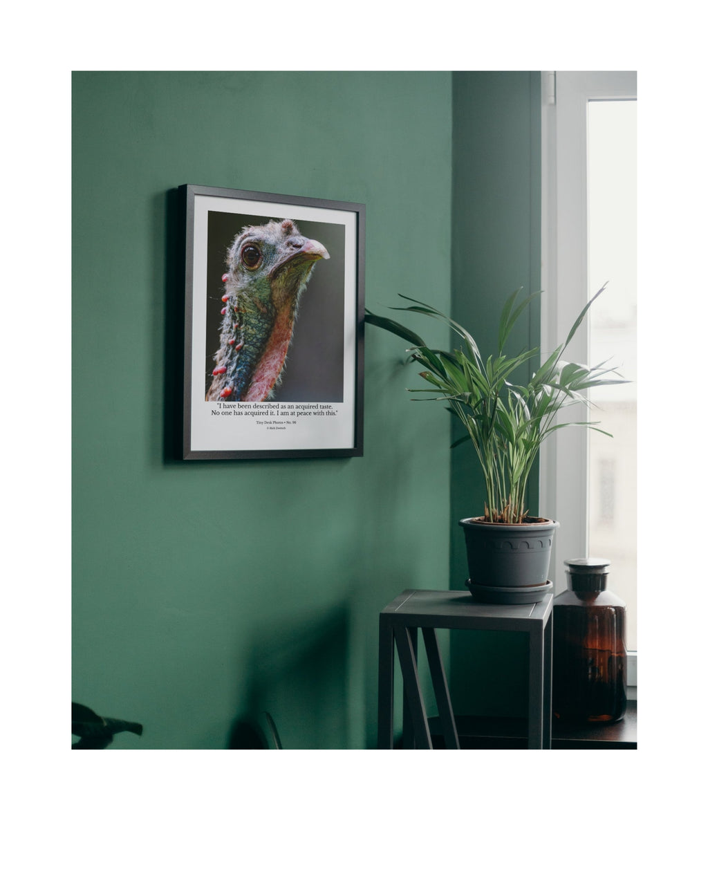 Wild Turkey Portrait Wildlife Photography Print | Tiny Desk Photos No. 96