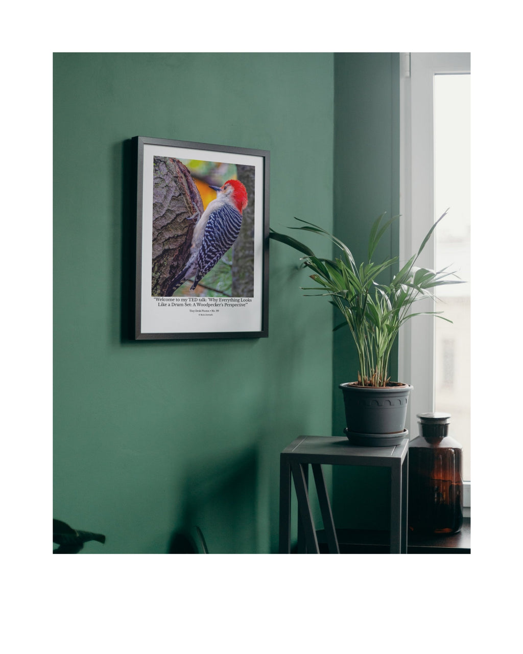 Red-Bellied Woodpecker Wildlife Photography Print | Tiny Desk Photos No. 99
