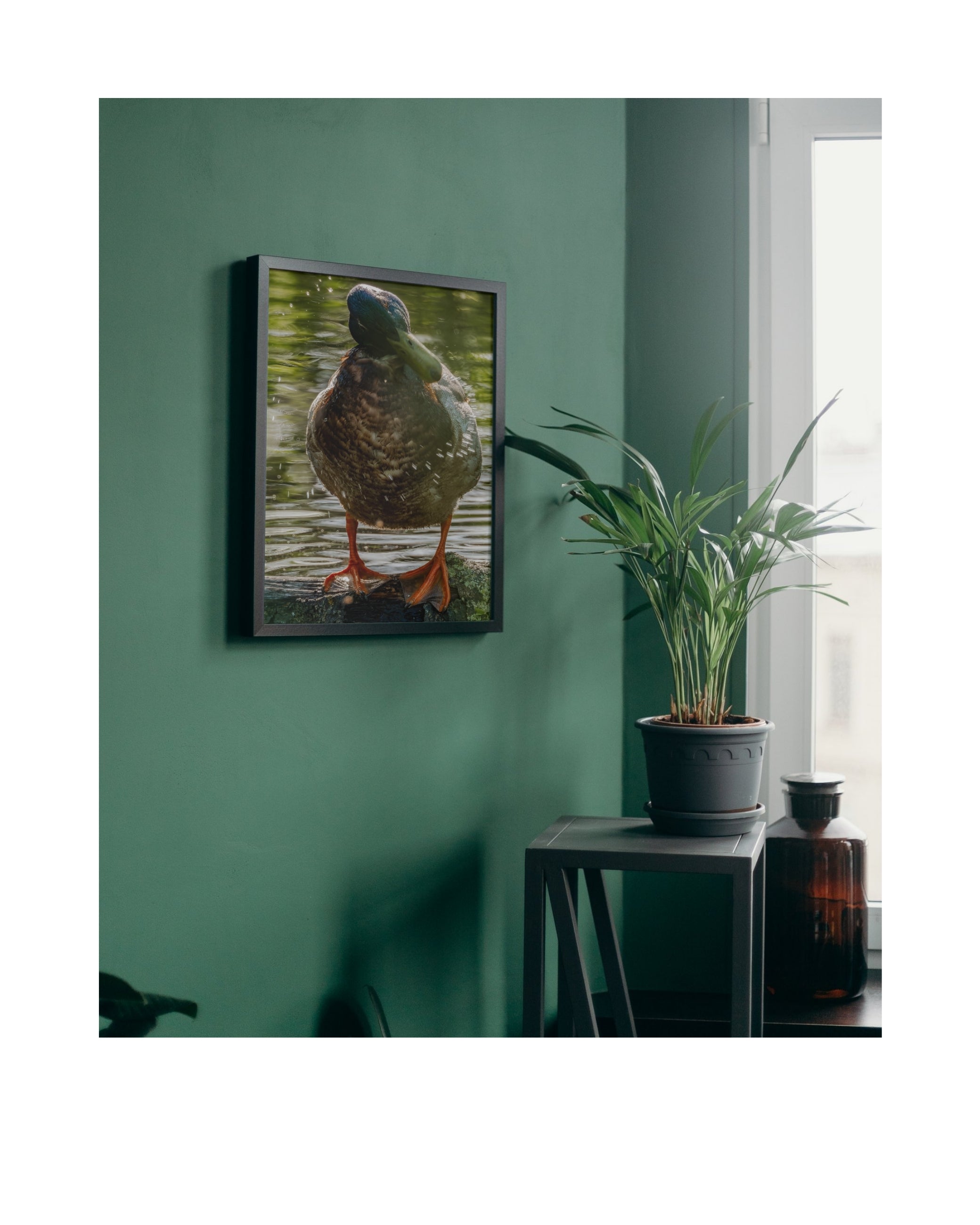 Mallard Wildlife Photography Print | Tiny Desk Photos No. 161