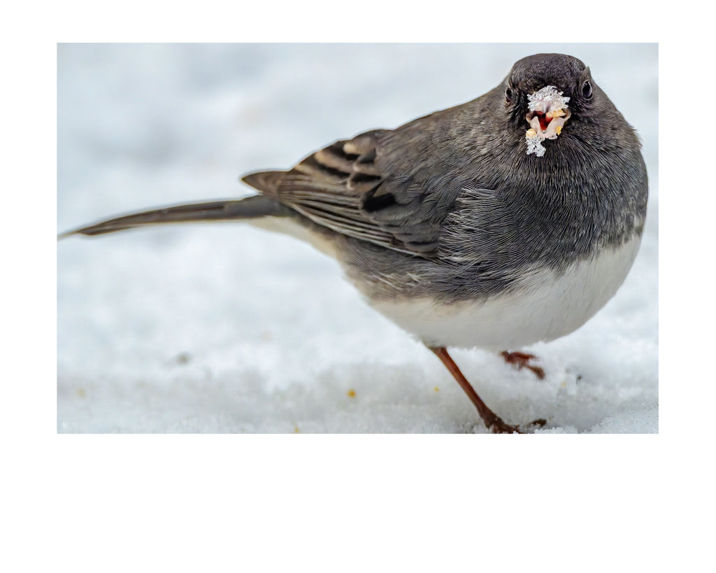 Tiny Desk Photos • No. 14 | Dark-eyed Junco | Priorities