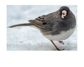 Tiny Desk Photos • No. 14 | Dark-eyed Junco | Priorities