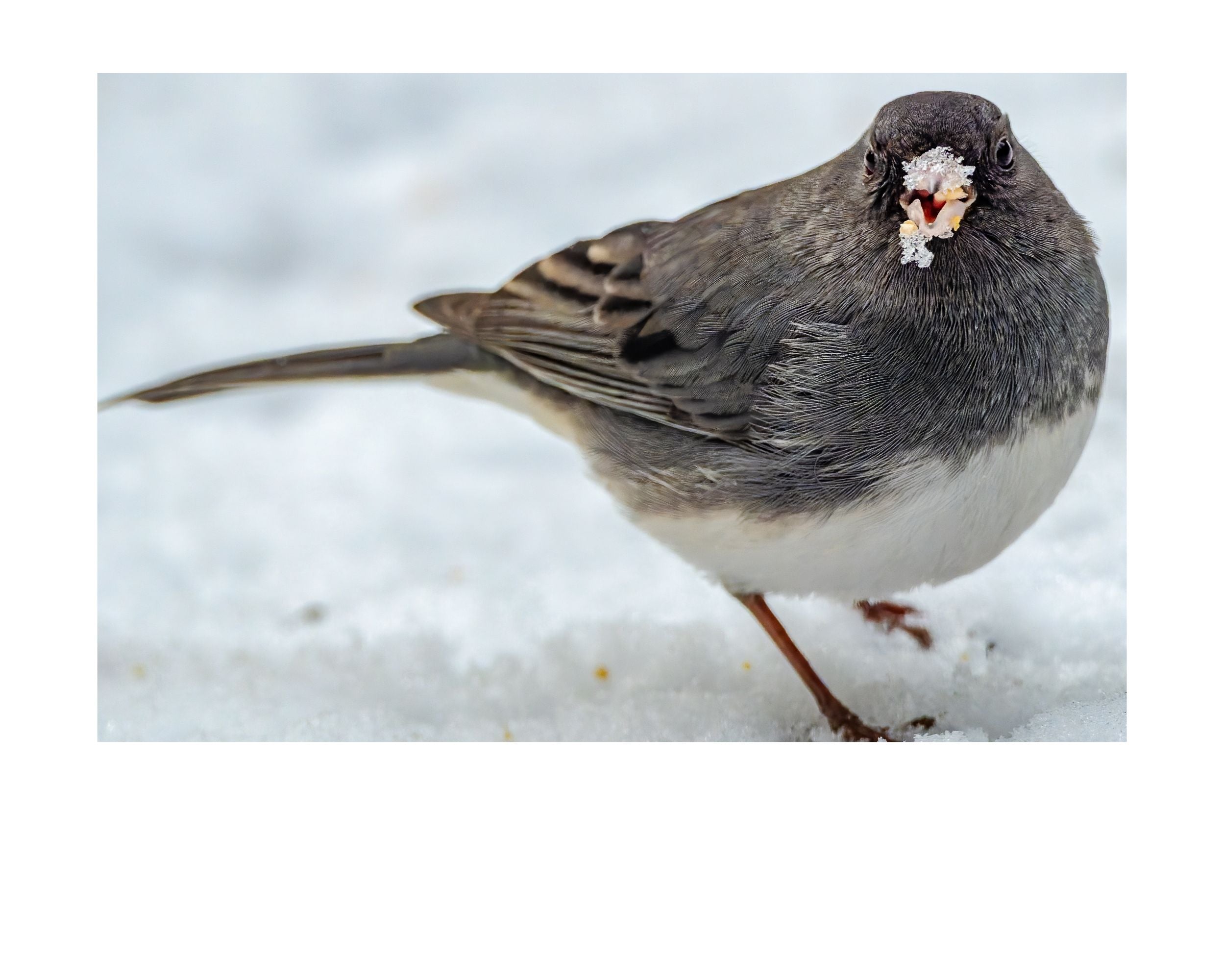 Tiny Desk Photos • No. 14 | Dark-eyed Junco | Priorities