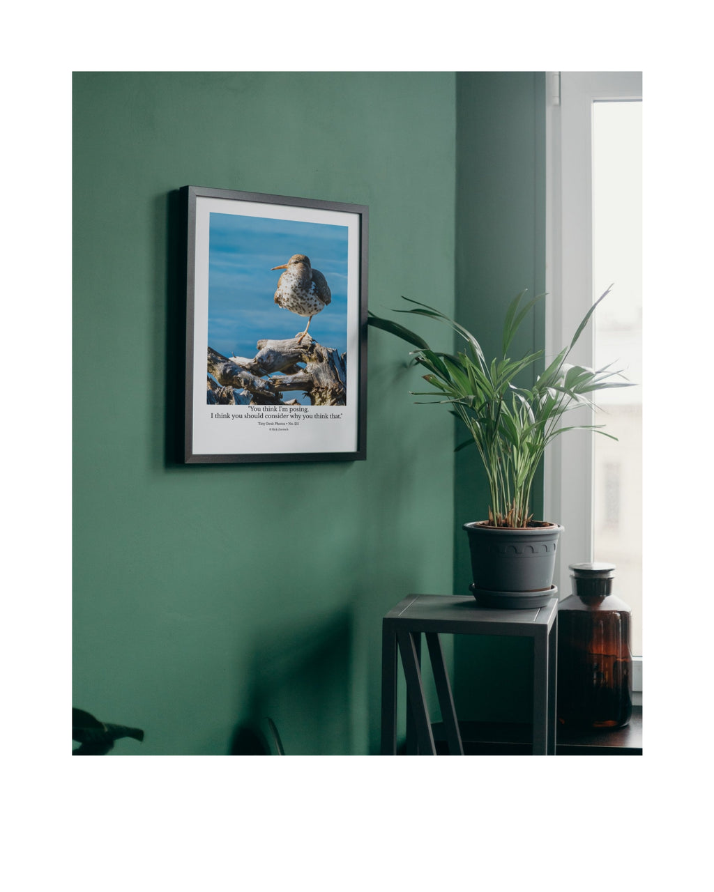 Spotted Sandpiper Wildlife Photography Print | Tiny Desk Photos No. 211
