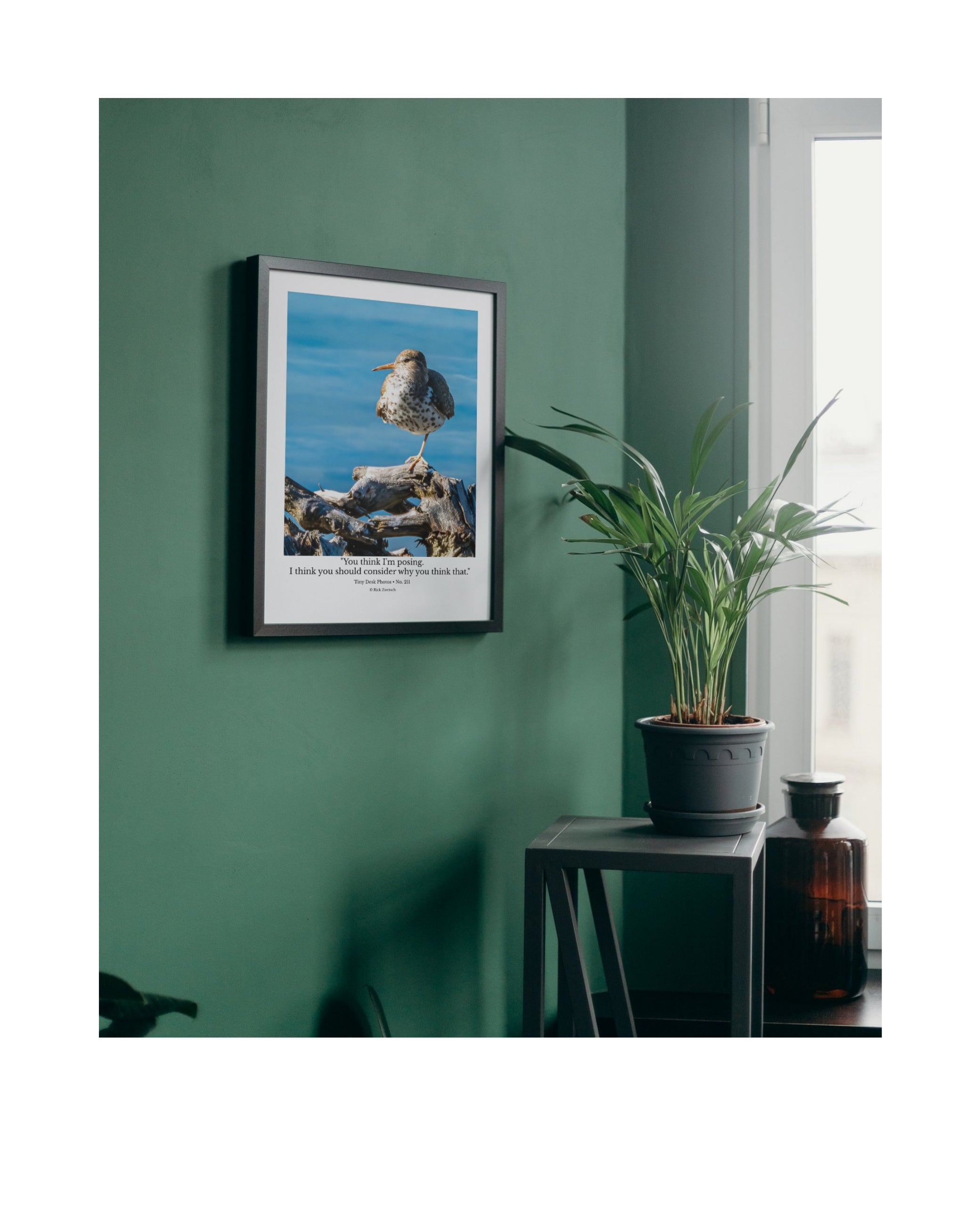 Spotted Sandpiper Wildlife Photography Print | Tiny Desk Photos No. 211