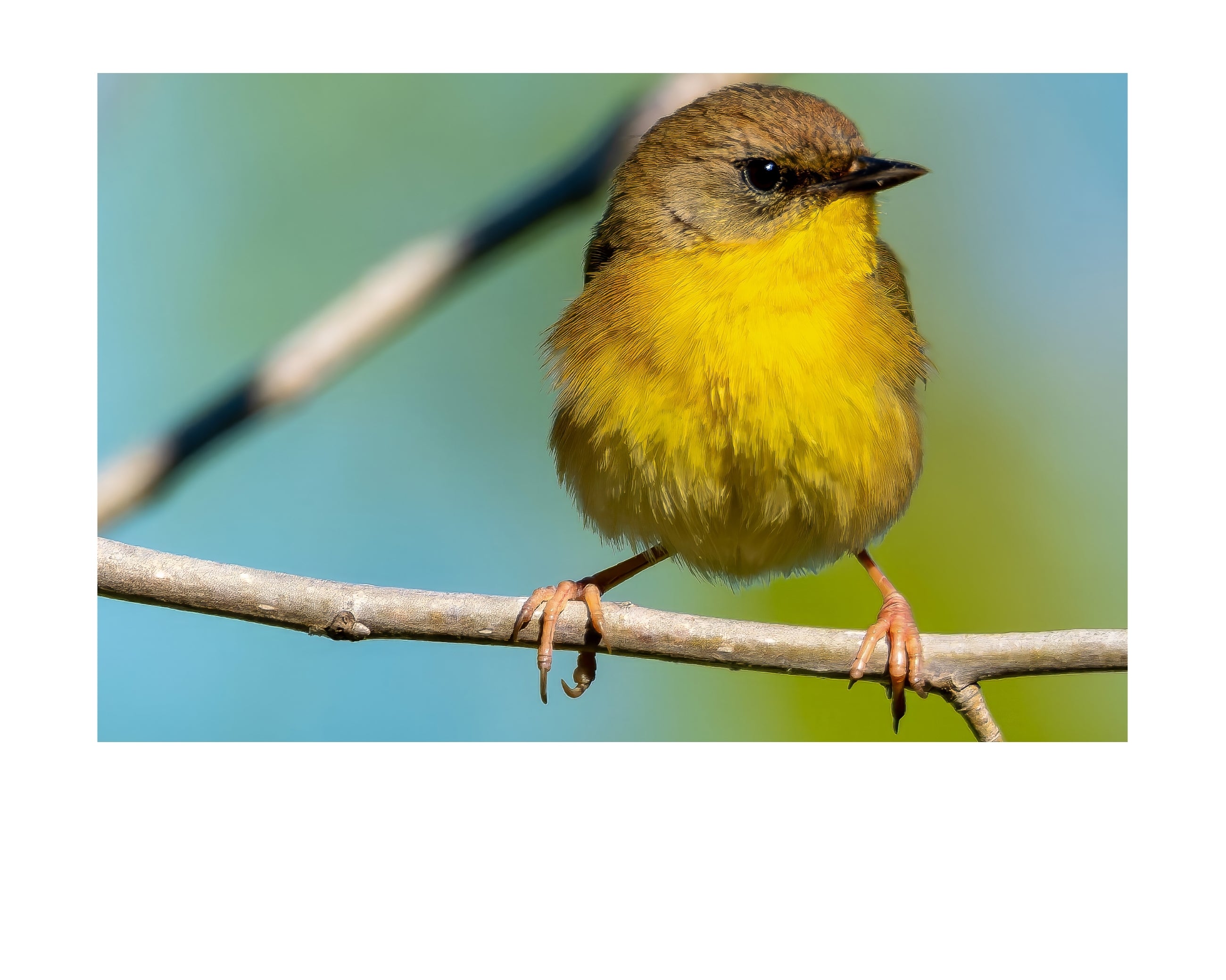 Yellow Warbler Wildlife Photography Print | Tiny Desk Photos No. 112