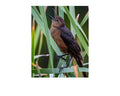 Boat Tailed Grackle Calling Wildlife Photography Print | Tiny Desk Photos No. 50