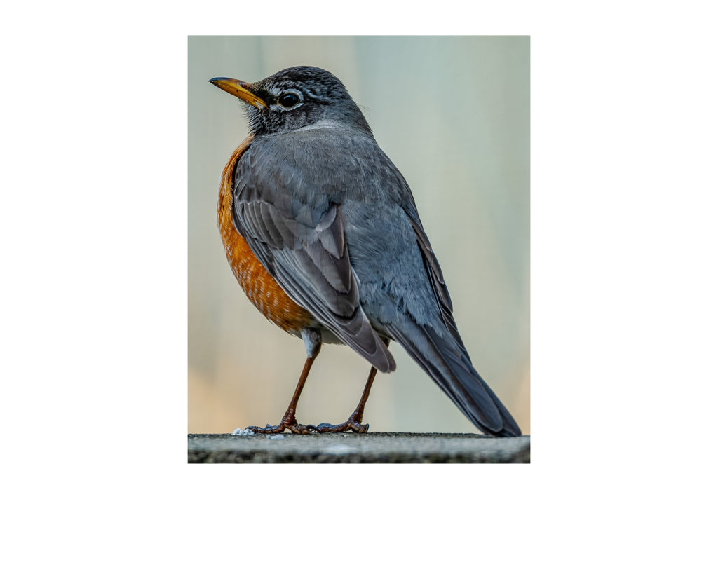 American Robin Side Profile Wildlife Photography Print | Tiny Desk Photos No. 66