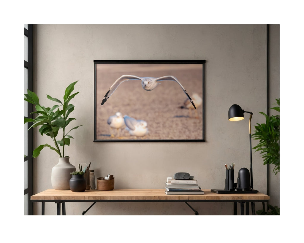 Tiny Desk Photos • No. 1 | Ring-billed Gull | Determination