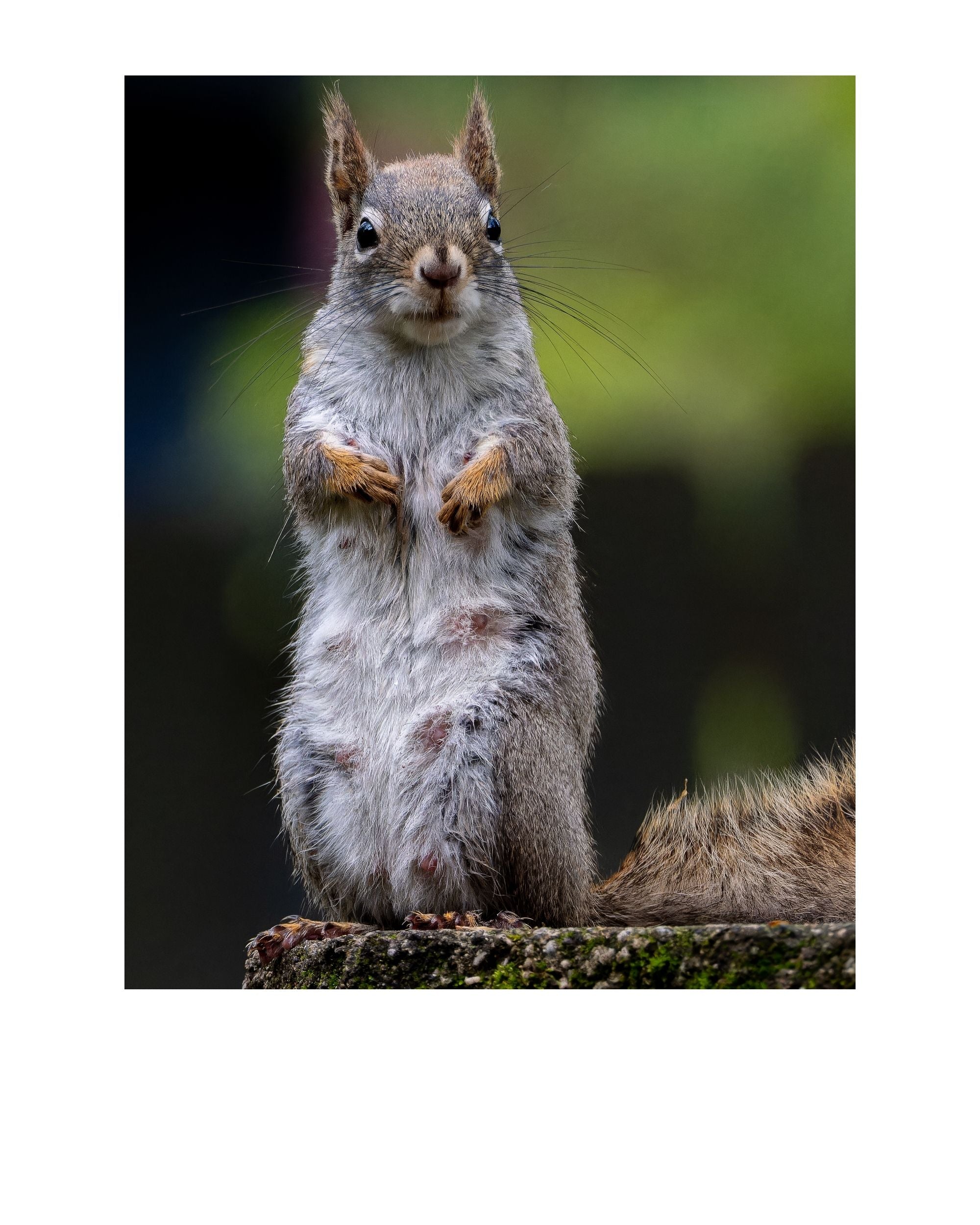 Tiny Desk Photos • No. 2 | Eastern Gray Squirrel | Adaptation