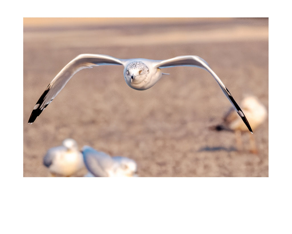 Tiny Desk Photos • No. 1 | Ring-billed Gull | Determination