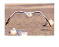 Tiny Desk Photos • No. 1 | Ring-billed Gull | Determination