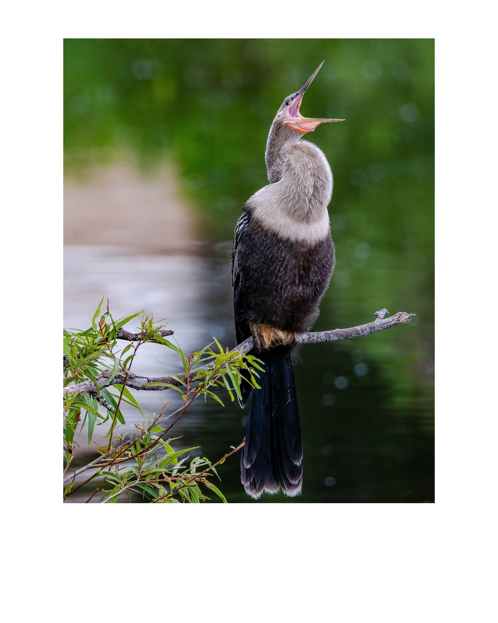 Tiny Desk Photos • No. 3 | Anhinga | Authority