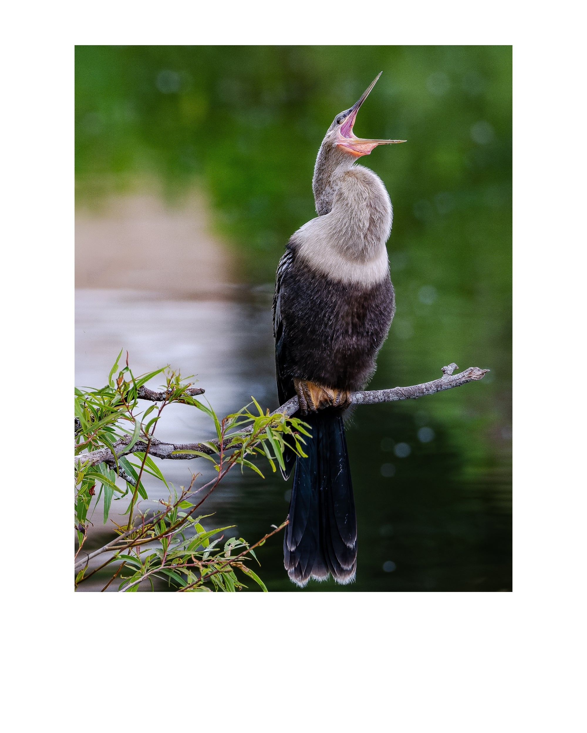 Tiny Desk Photos • No. 3 | Anhinga | Authority