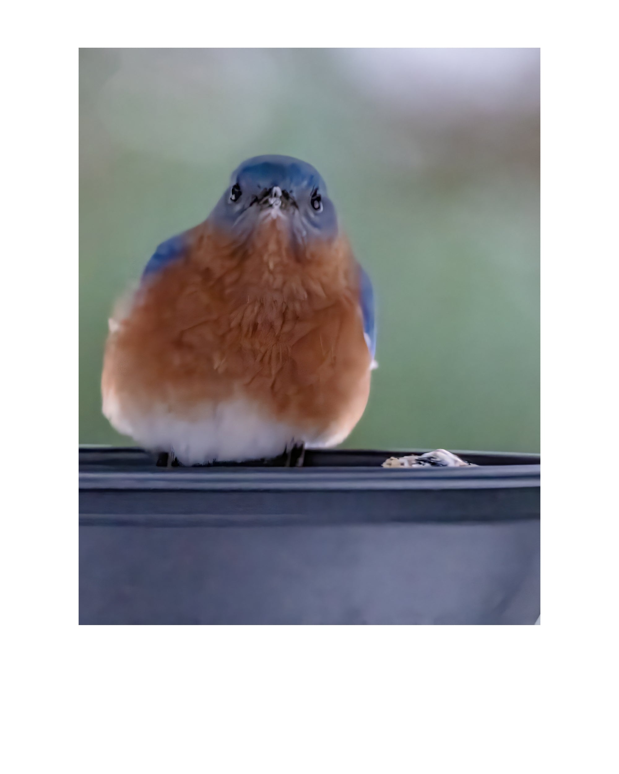 Tiny Desk Photos • No. 4 | Eastern Bluebird | Disillusionment