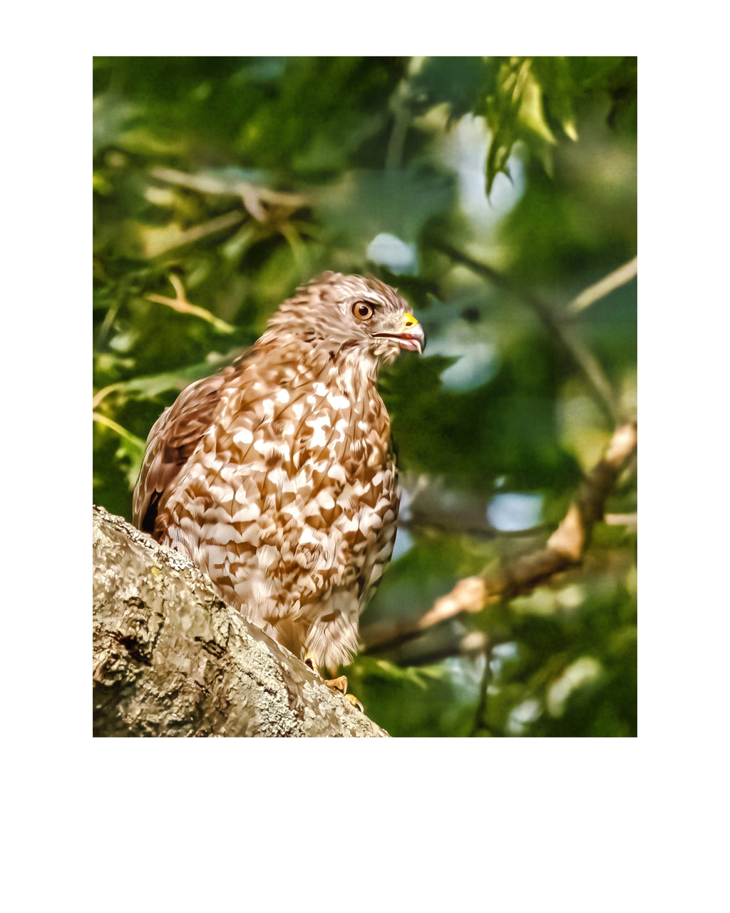 Tiny Desk Photos • No. 5 | Red-shouldered Hawk | Misdirection