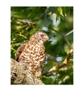 Tiny Desk Photos • No. 5 | Red-shouldered Hawk | Misdirection