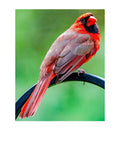 Tiny Desk Photos • No. 8 | Northern Cardinal | Vanity