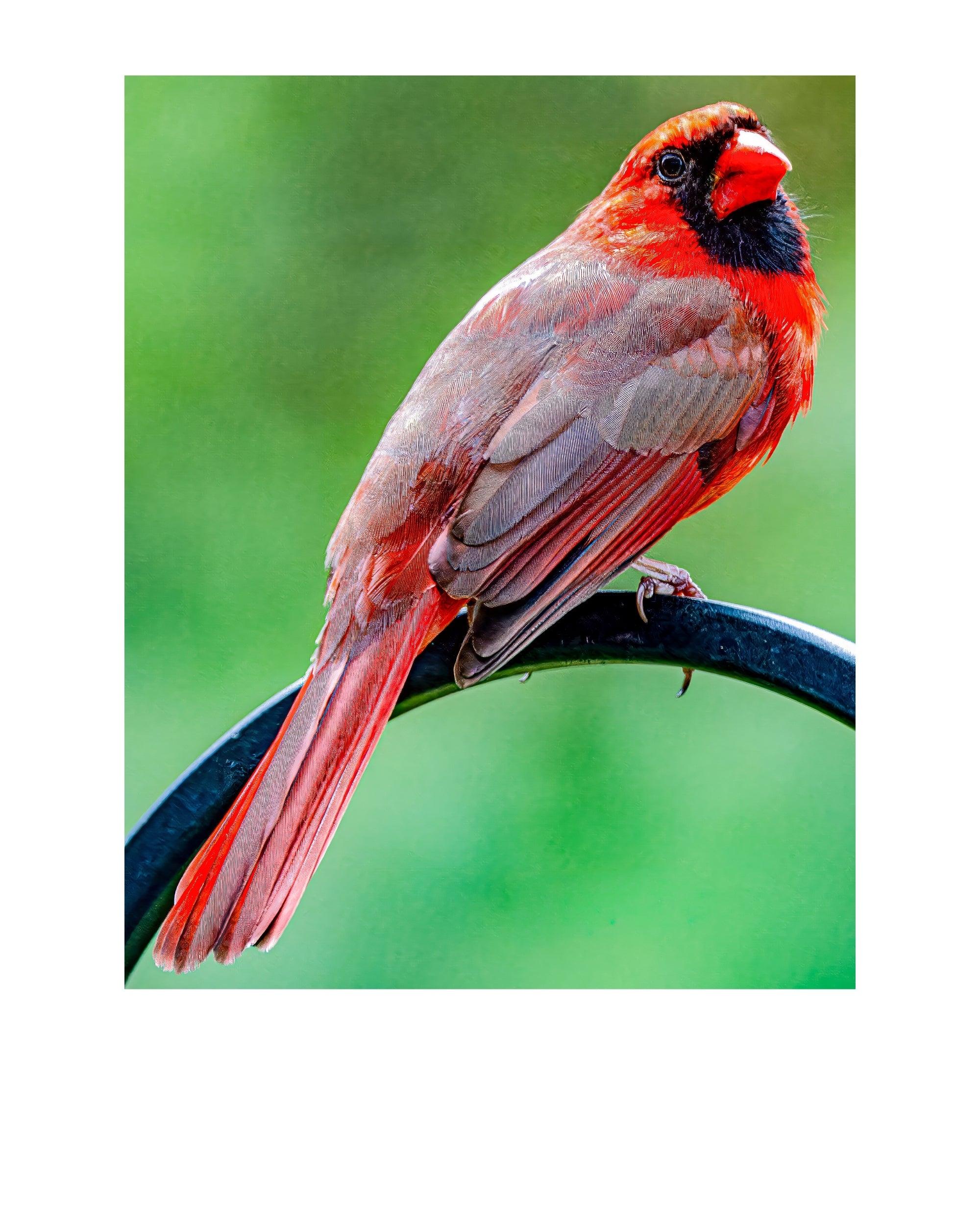 Tiny Desk Photos • No. 8 | Northern Cardinal | Vanity