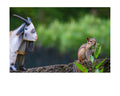 Tiny Desk Photos • No. 9 | Eastern Chipmunk | Intrusion