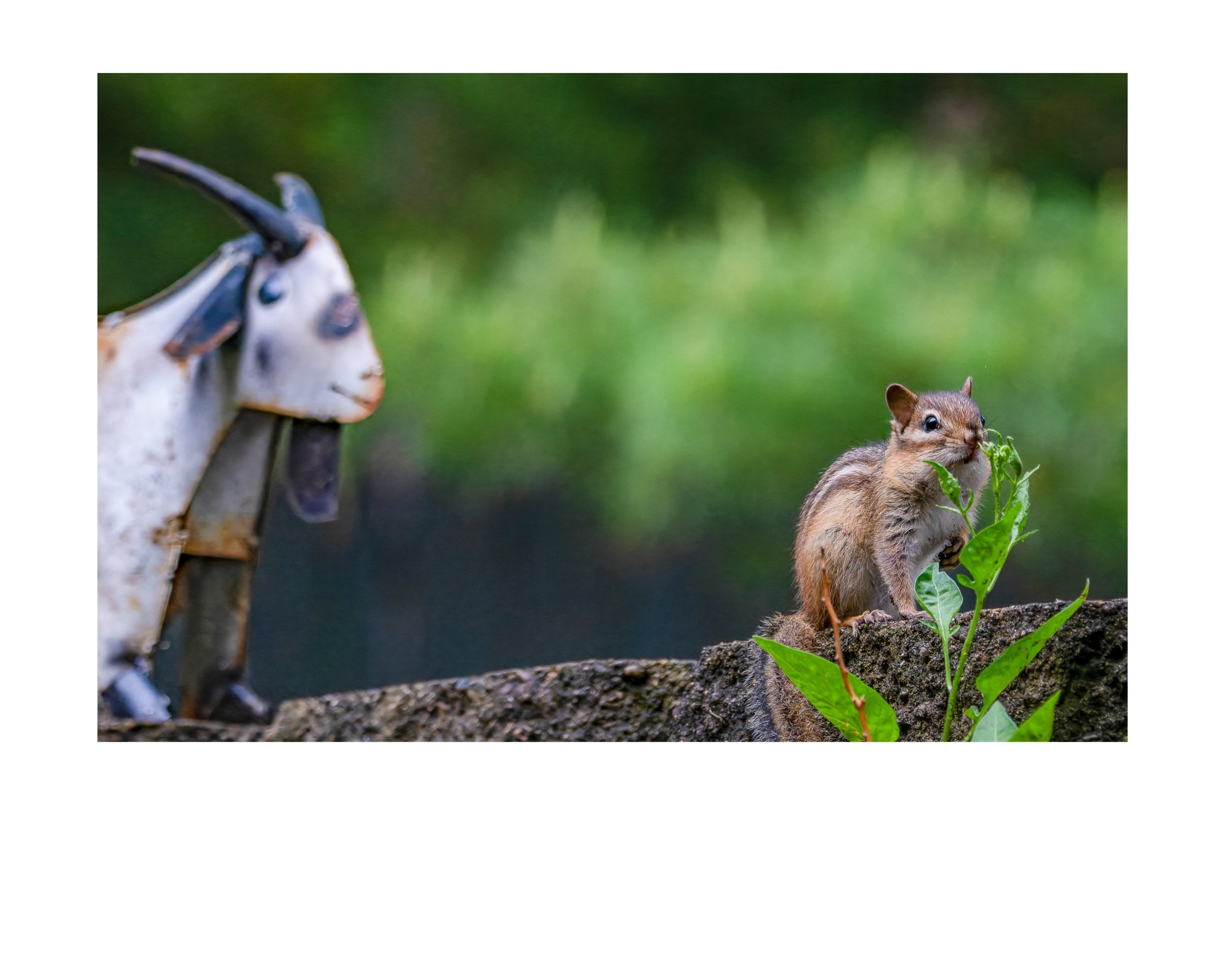Tiny Desk Photos • No. 9 | Eastern Chipmunk | Intrusion