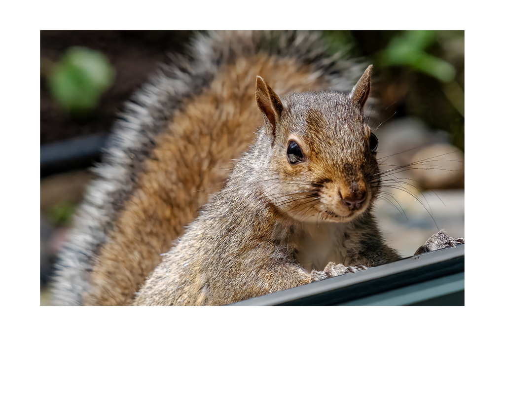 Tiny Desk Photos • No. 6 | Eastern Gray Squirrel | Disdain