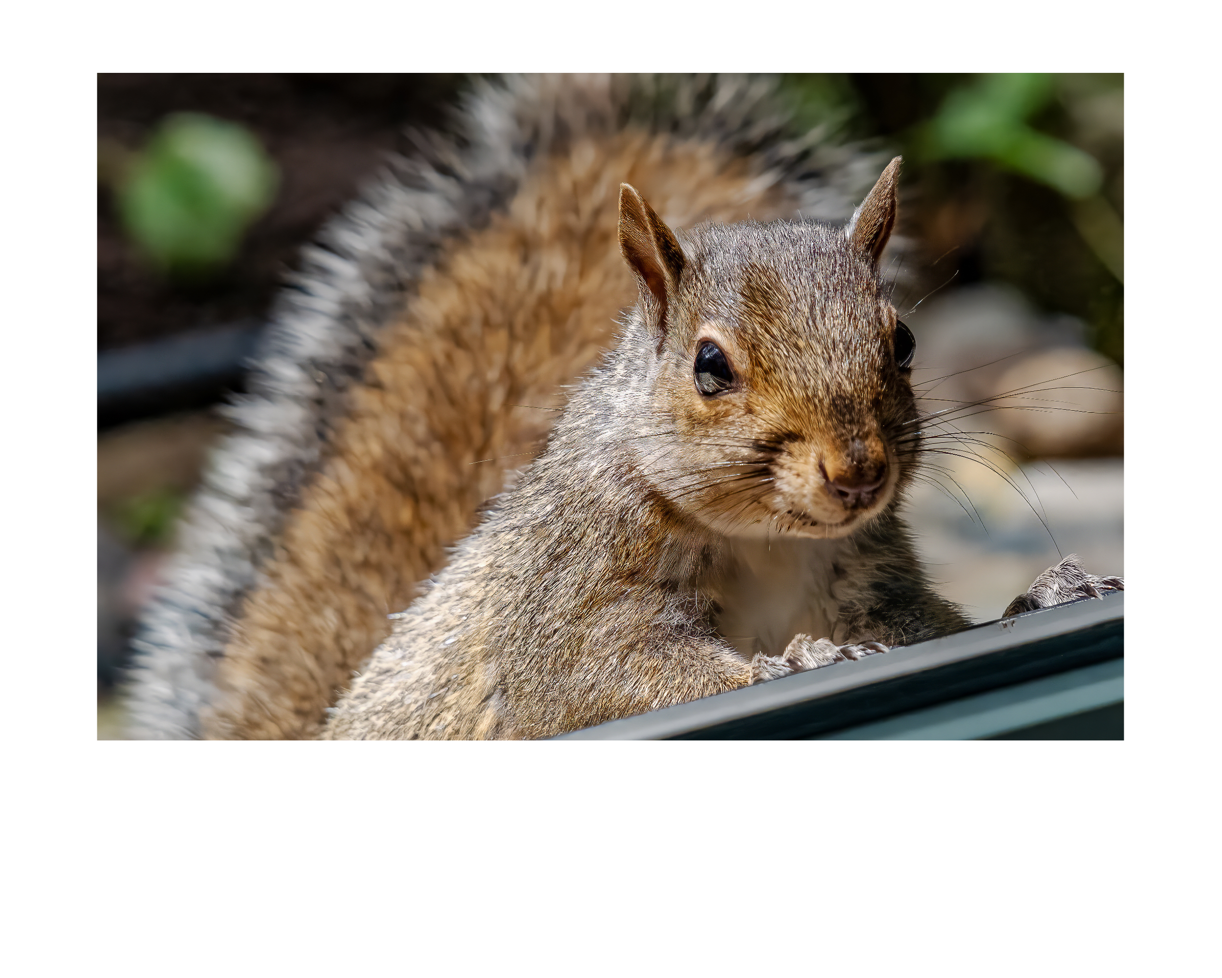 Tiny Desk Photos • No. 6 | Eastern Gray Squirrel | Disdain