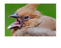 Tiny Desk Photos • No. 10 | Juvenile Northern Cardinal | Theatrics