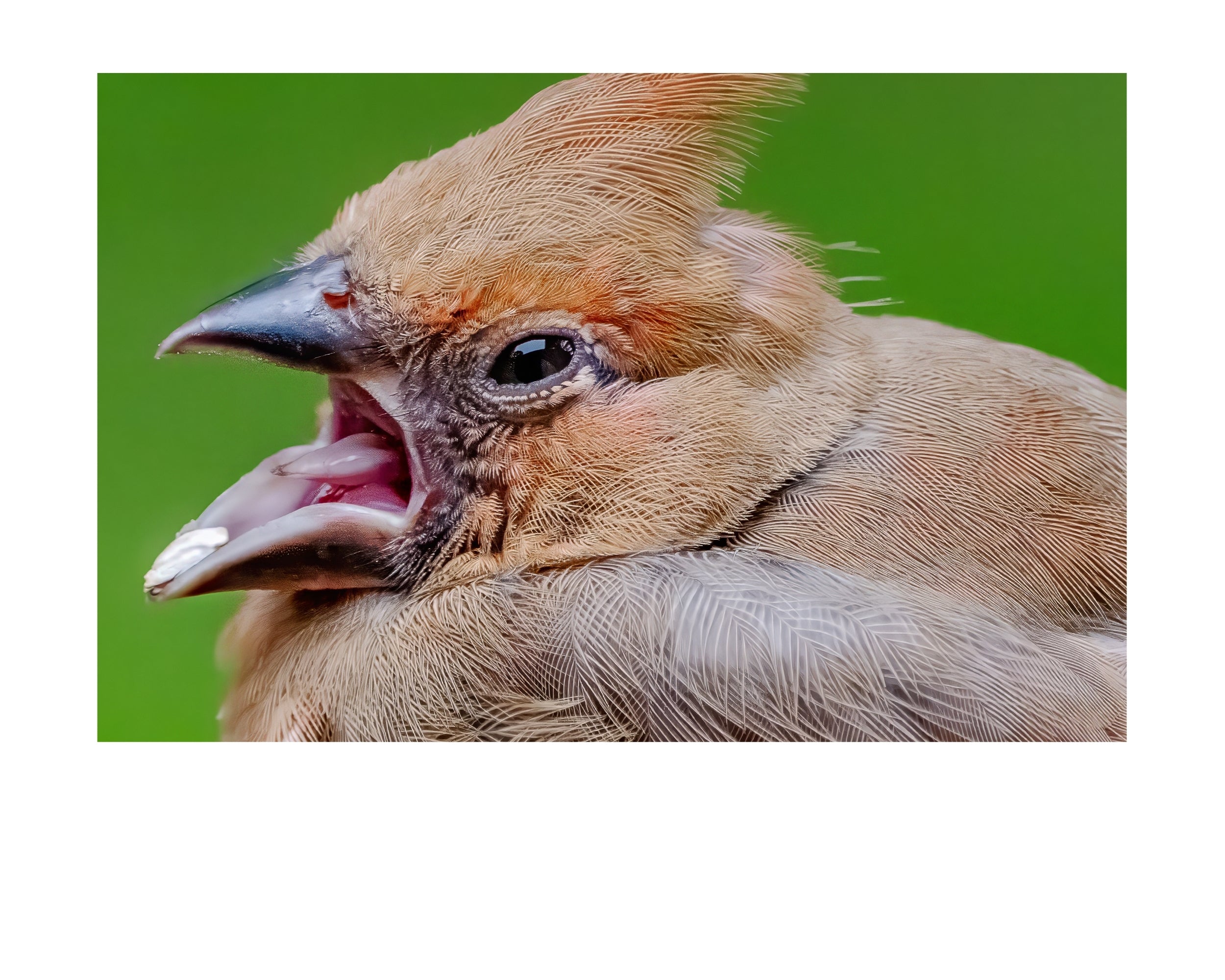 Tiny Desk Photos • No. 10 | Juvenile Northern Cardinal | Theatrics