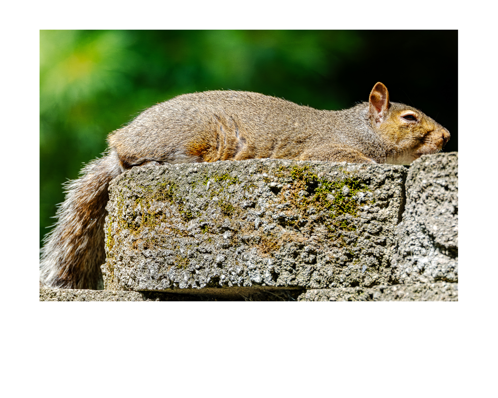 Tiny Desk Photos • No. 7 | Eastern Gray Squirrel | Composure