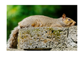 Tiny Desk Photos • No. 7 | Eastern Gray Squirrel | Composure
