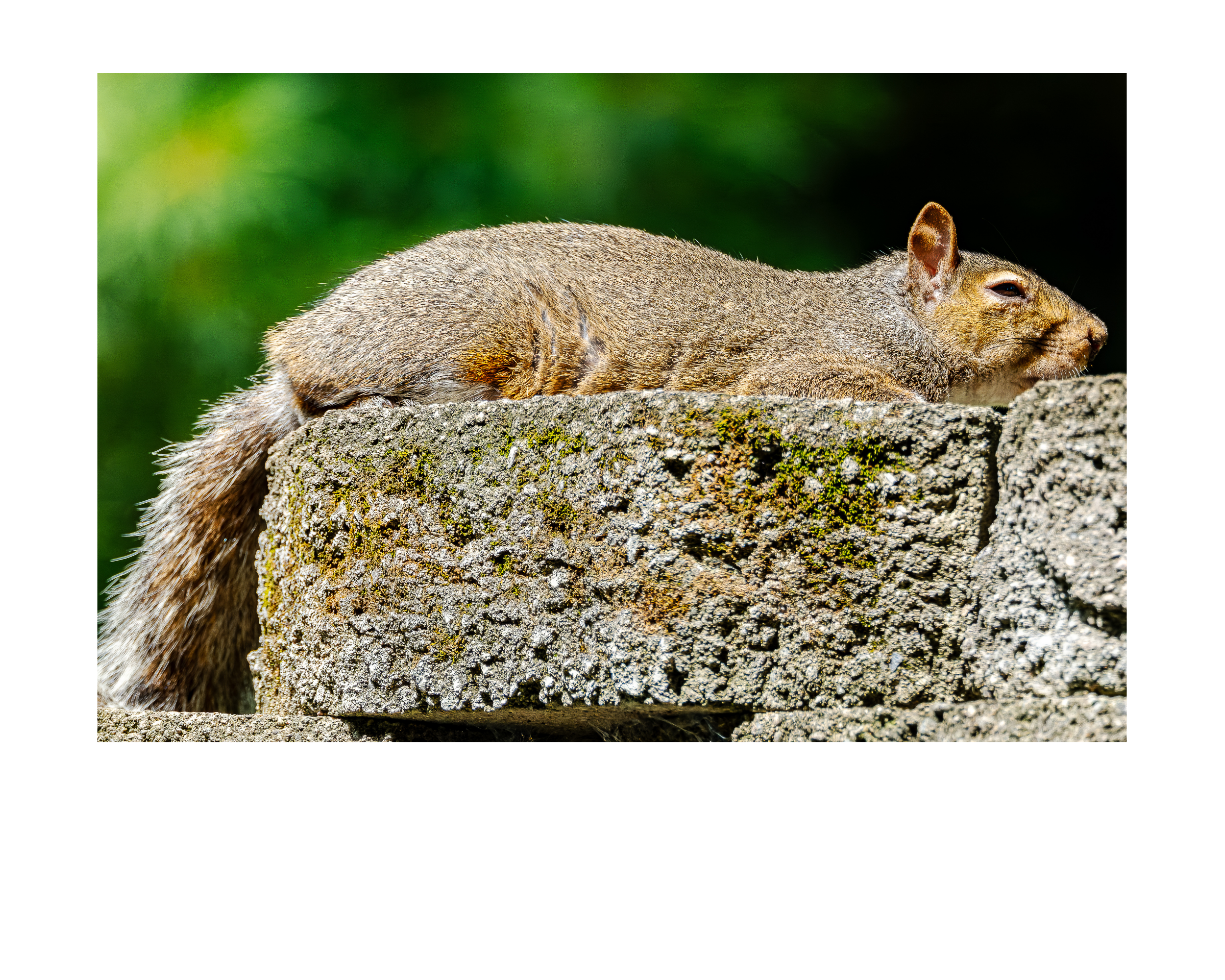 Tiny Desk Photos • No. 7 | Eastern Gray Squirrel | Composure