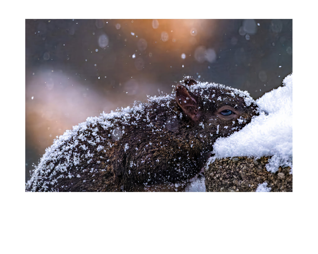 Fox Squirrel in Snow Wildlife Photography Print | Tiny Desk Photos No. 94