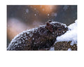 Fox Squirrel in Snow Wildlife Photography Print | Tiny Desk Photos No. 94