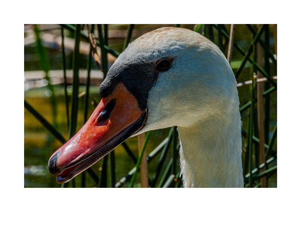 Mute Swan Wildlife Photography Print | Tiny Desk Photos No. 163