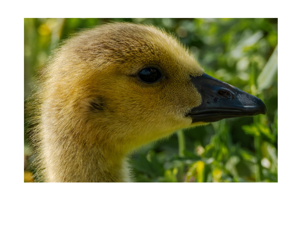 Canada Goose Gosling Wildlife Photography Print | Tiny Desk Photos No. 107