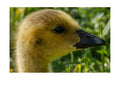 Canada Goose Gosling Wildlife Photography Print | Tiny Desk Photos No. 107