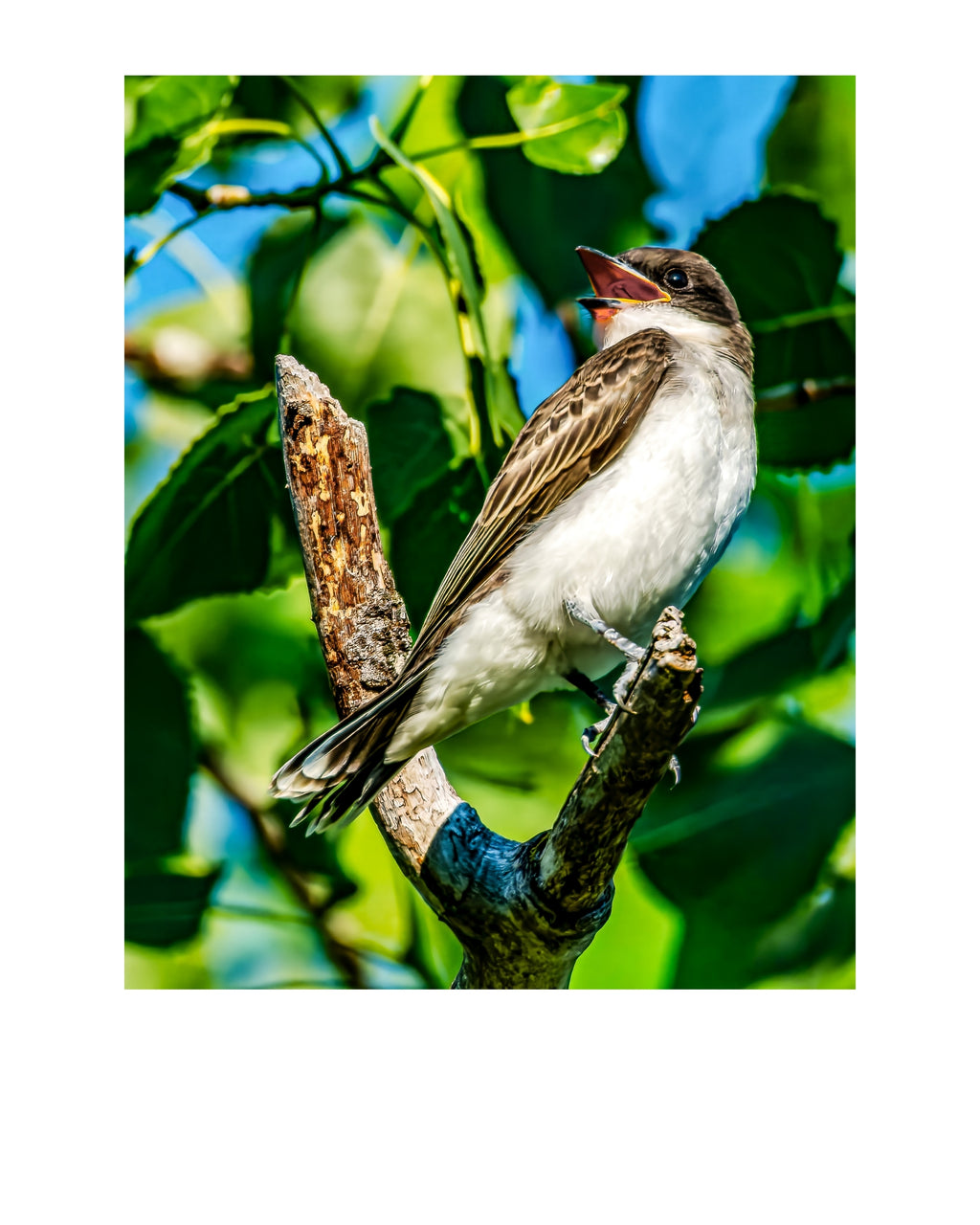 Eastern Kingbird Wildlife Photography Print | Tiny Desk Photos No. 238