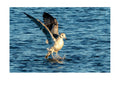 Ring-billed Gull Water Landing Wildlife Photography Print | Tiny Desk Photos No. 28