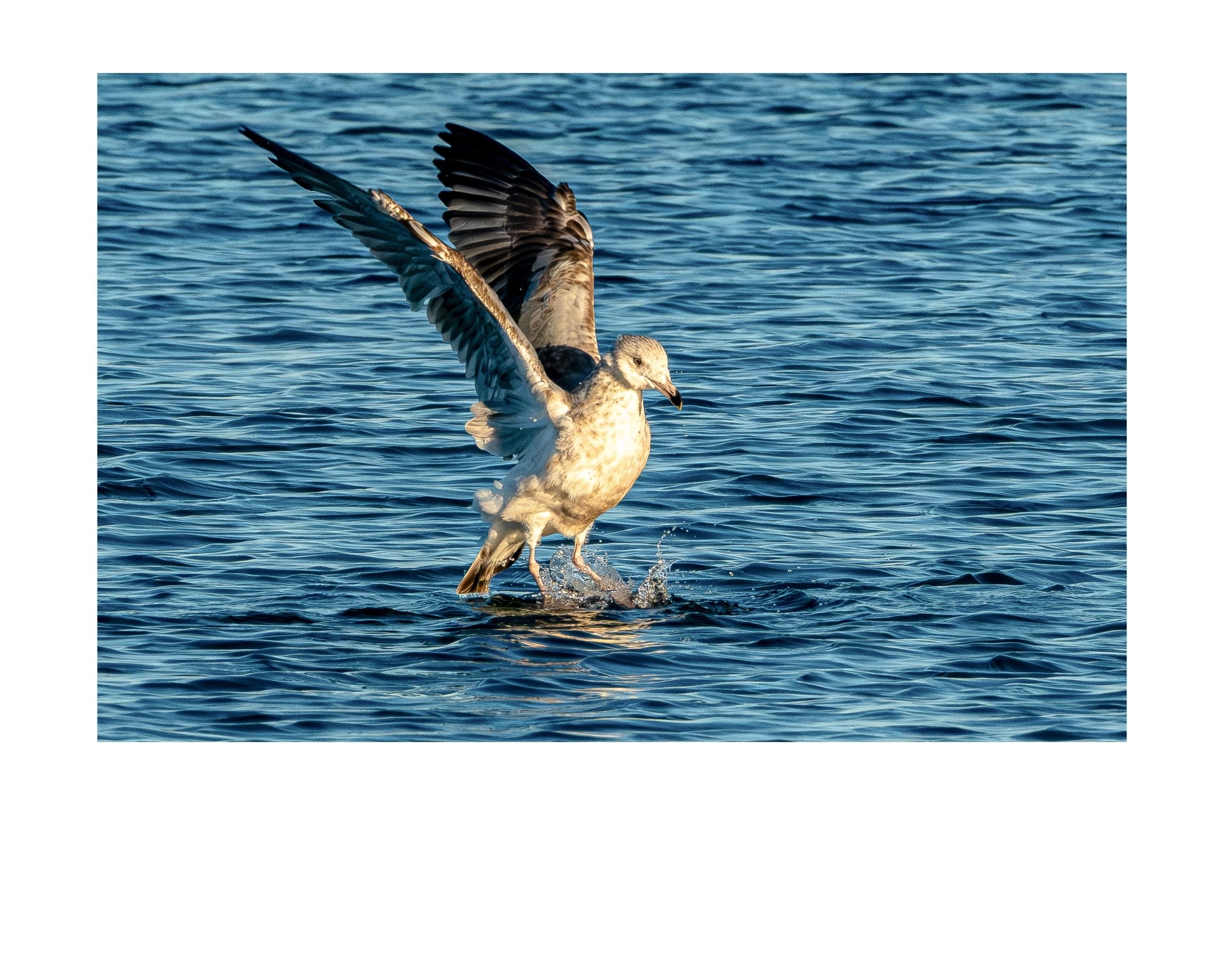 Ring-billed Gull Water Landing Wildlife Photography Print | Tiny Desk Photos No. 28