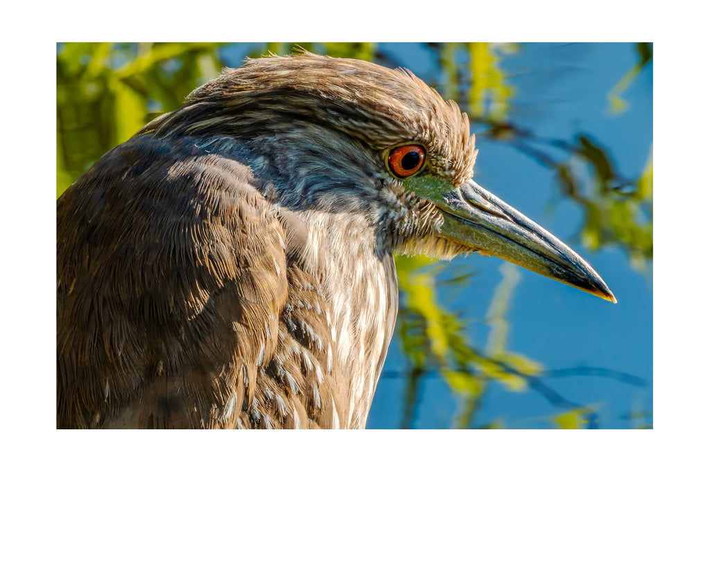 Yellow Crowned Night Heron Close Up Wildlife Photography Print | Tiny Desk Photos No. 53