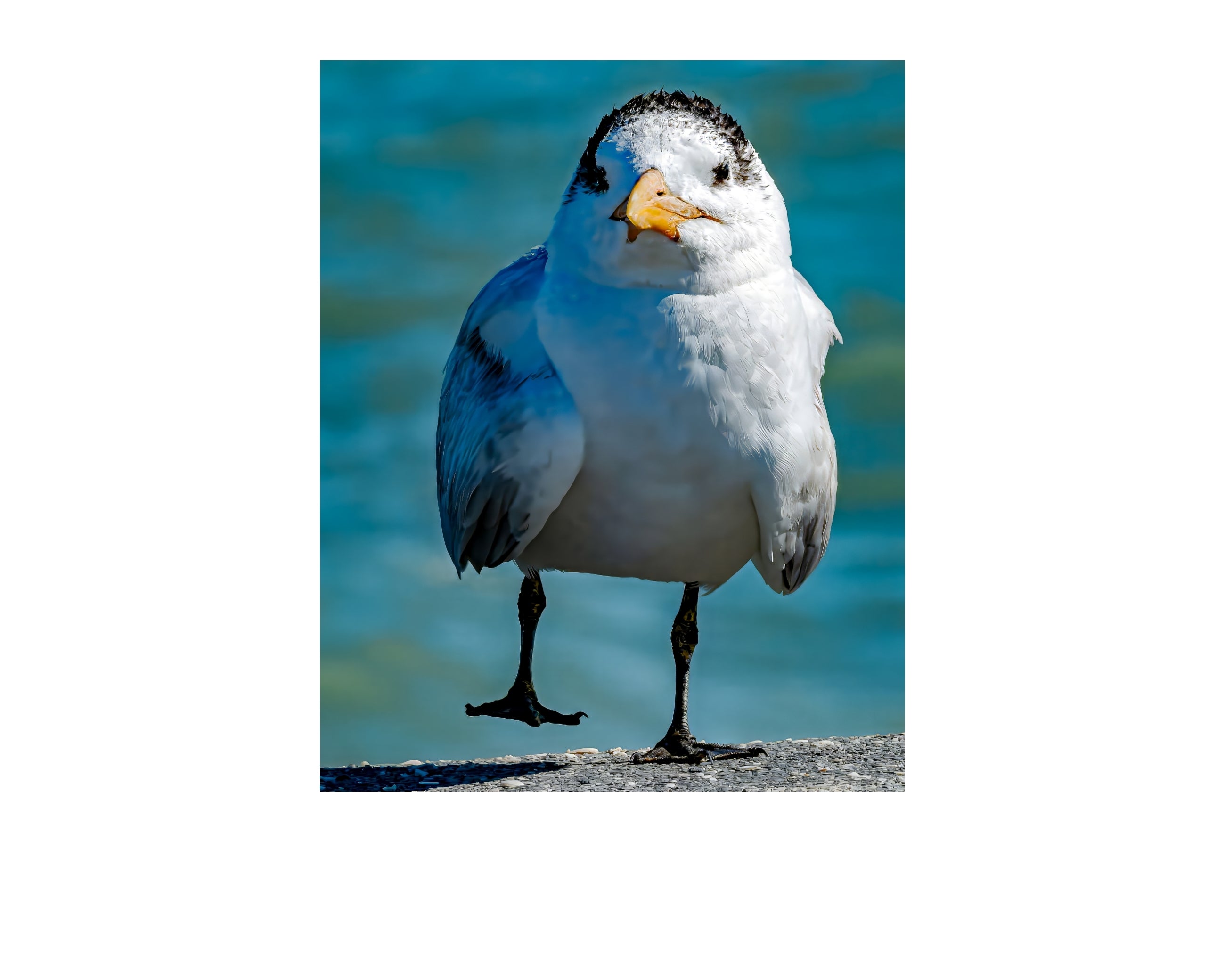 Royal Tern Standing Portrait Wildlife Photography Print | Tiny Desk Photos No. 55