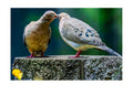 Eurasian Collared Dove Pair Wildlife Photography Print | Tiny Desk Photos No. 60