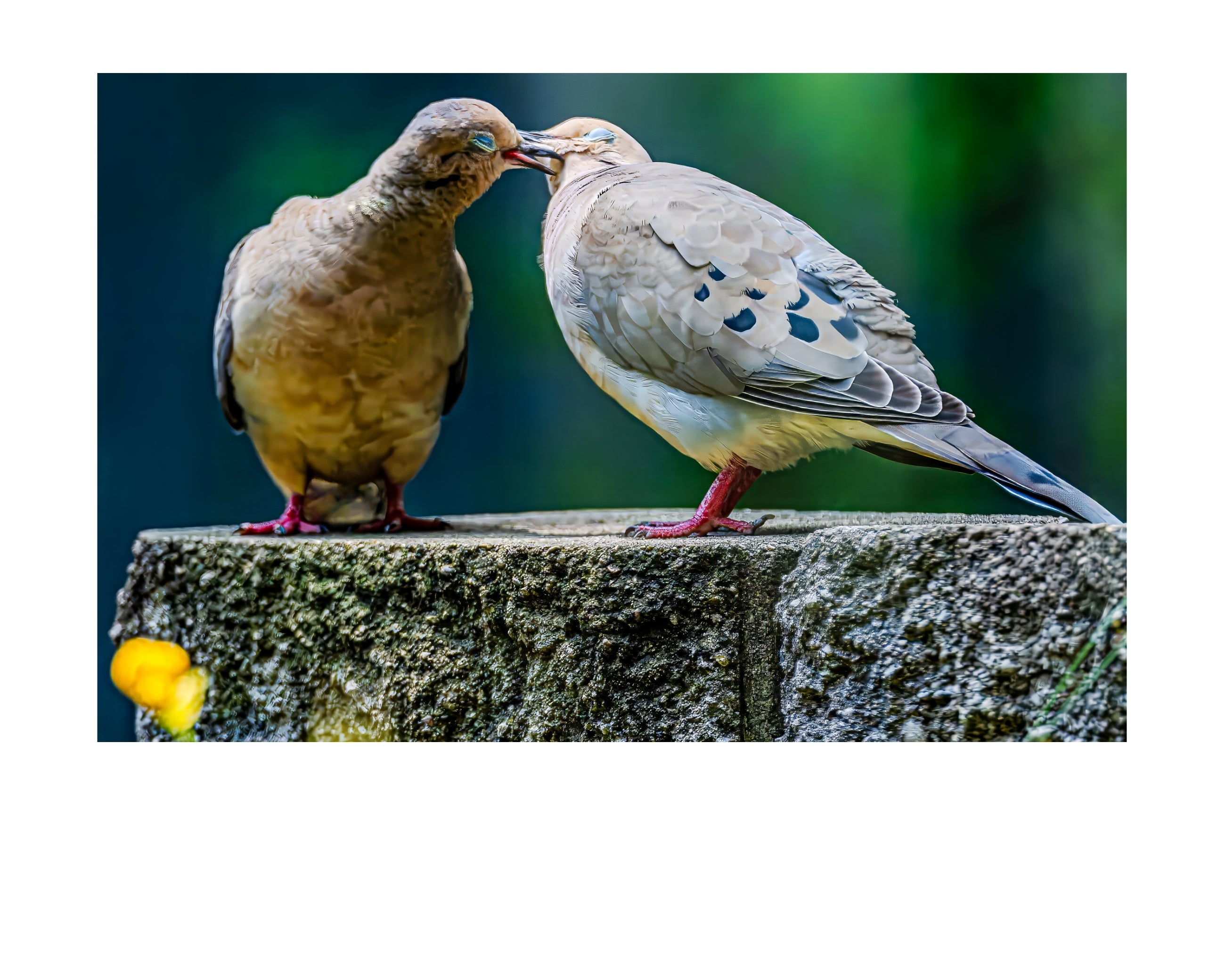 Eurasian Collared Dove Pair Wildlife Photography Print | Tiny Desk Photos No. 60