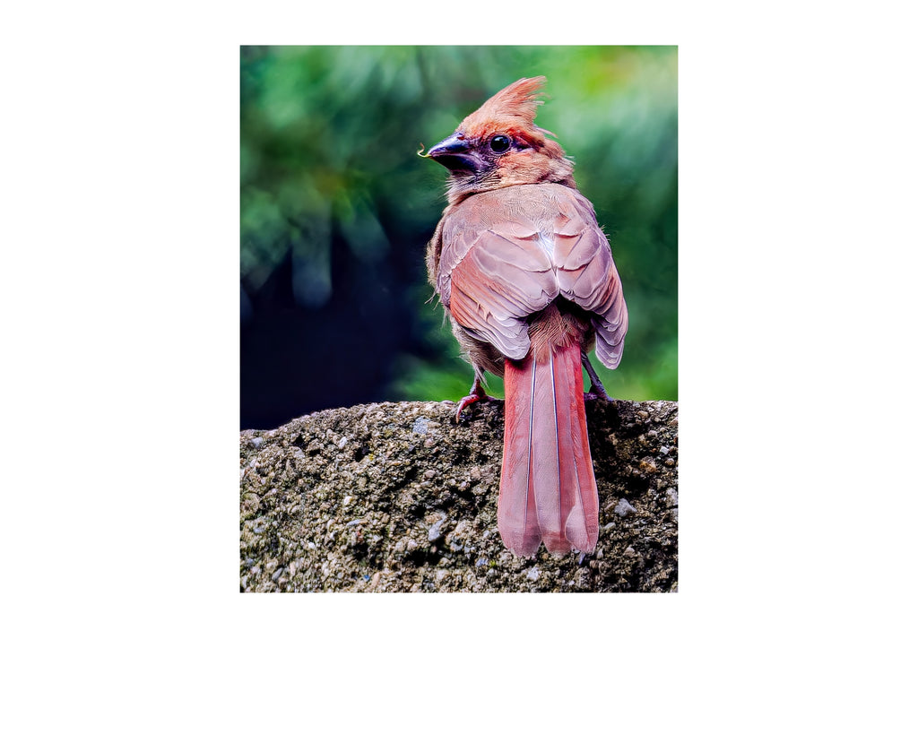 Female Northern Cardinal Rear View Portrait Wildlife Photography Print | Tiny Desk Photos No. 89