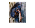 Fox Squirrel with Bread Wildlife Photography Print | Tiny Desk Photos No. 92