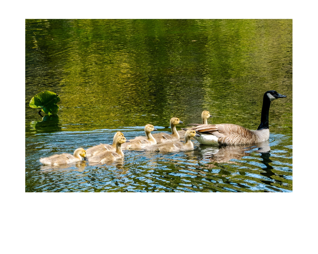 Canada Goose Family Wildlife Photography Print | Tiny Desk Photos No. 131