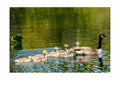 Canada Goose Family Wildlife Photography Print | Tiny Desk Photos No. 131