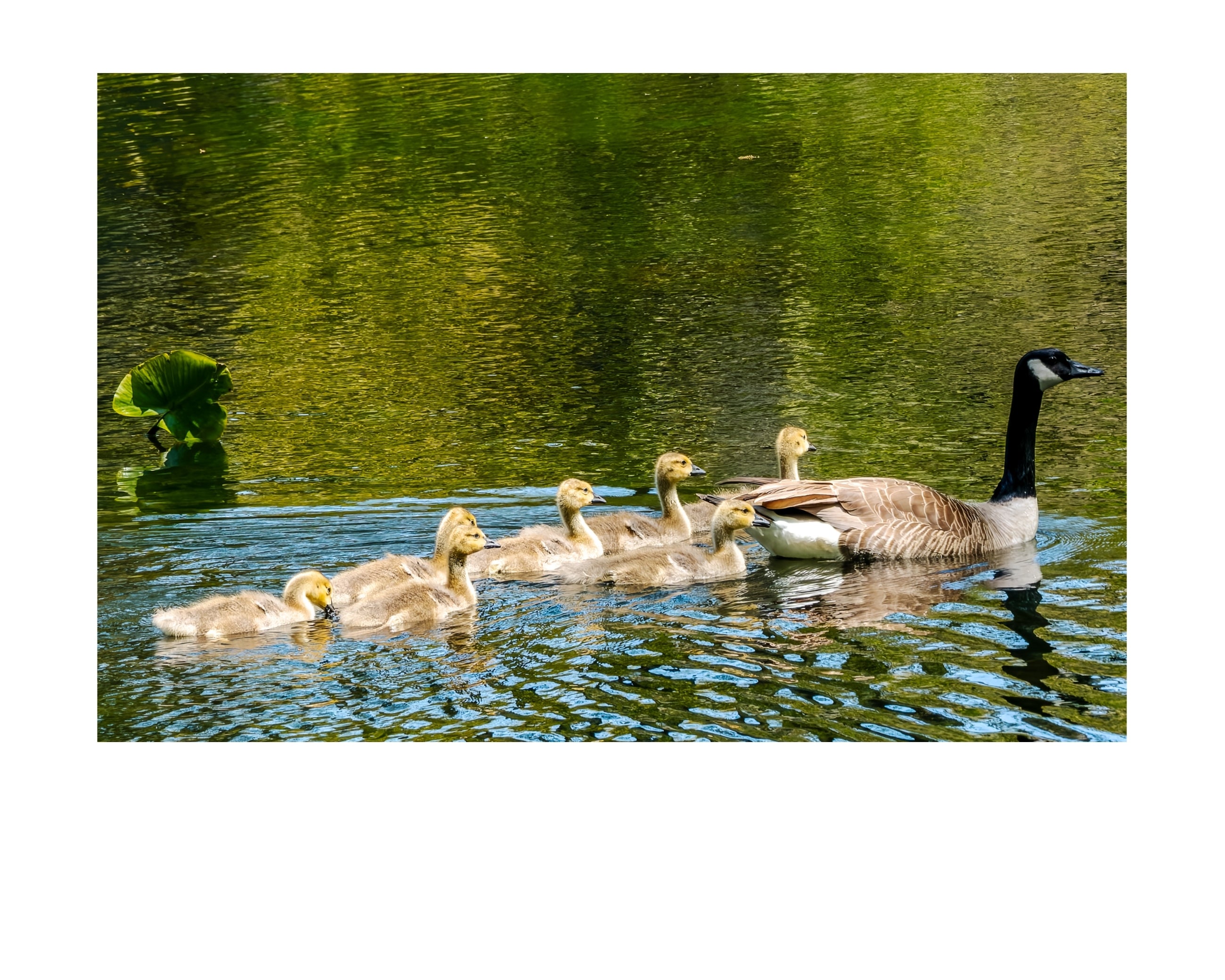 Canada Goose Family Wildlife Photography Print | Tiny Desk Photos No. 131